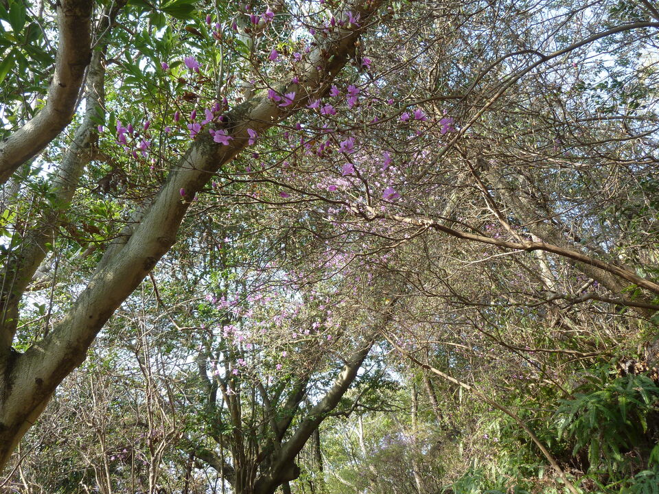 P1200610_mid.jpg