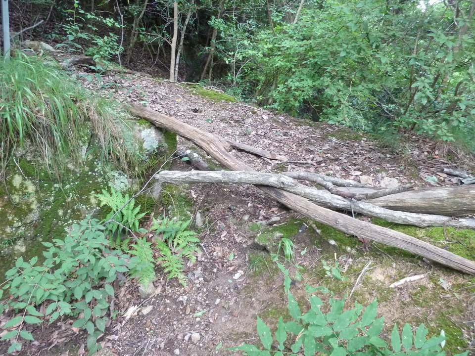 P1220394_mid.jpg