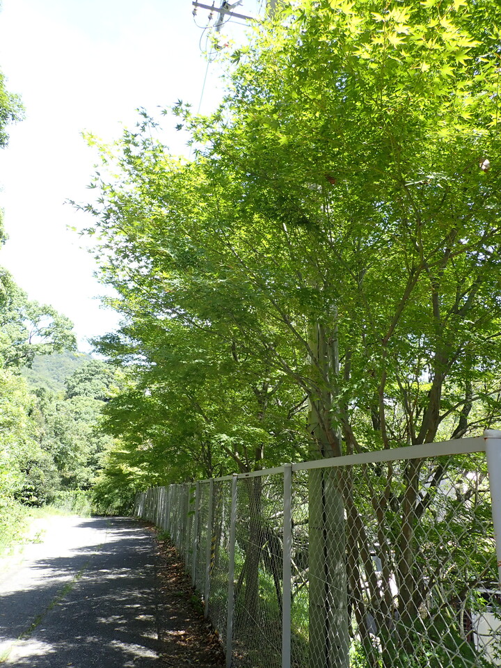 P9070574_mid.jpg