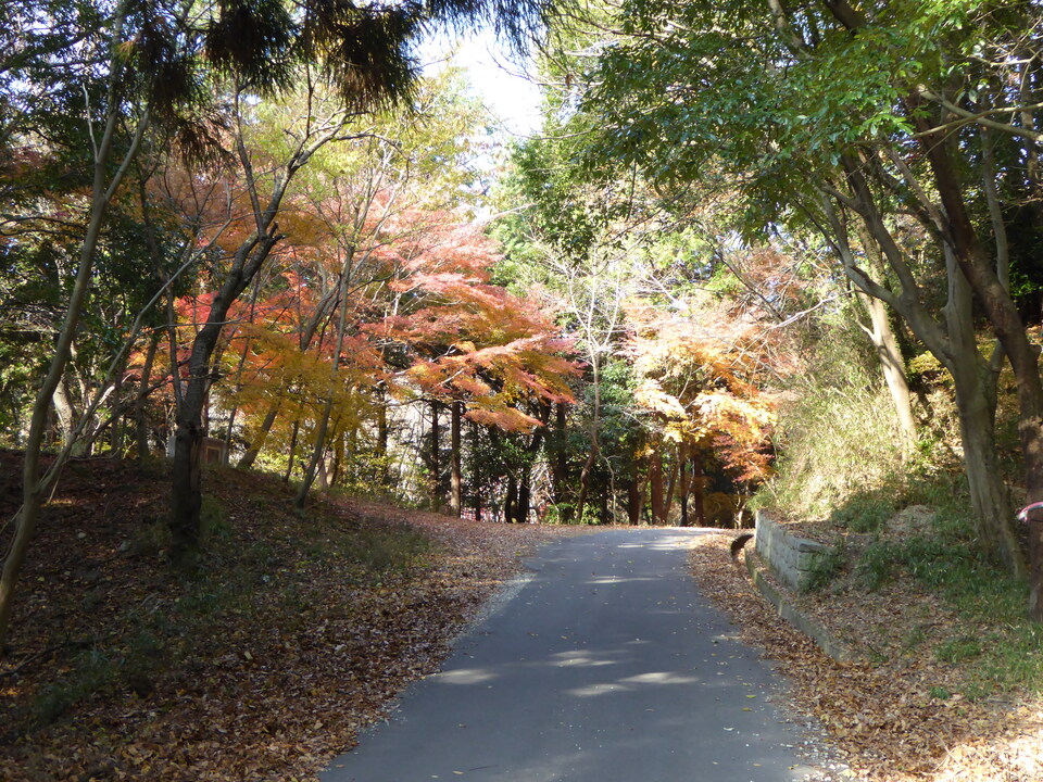 P1020142_mid.jpg