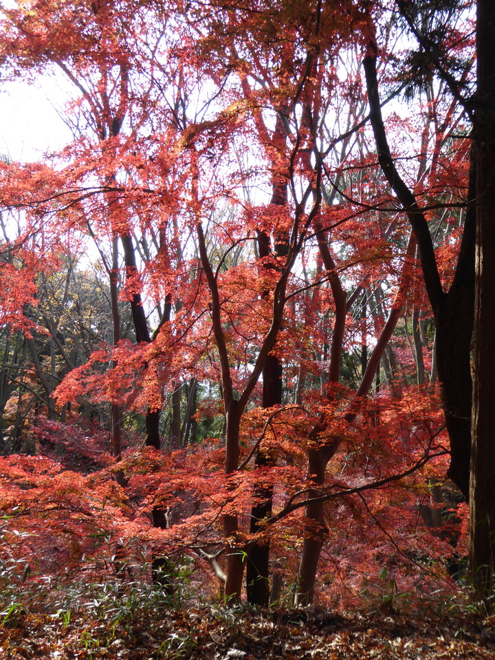 P1020156_mid.jpg