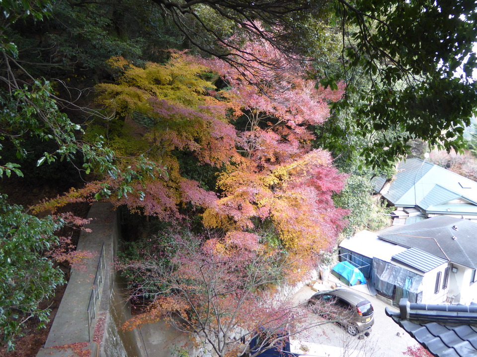P1020293_mid.jpg