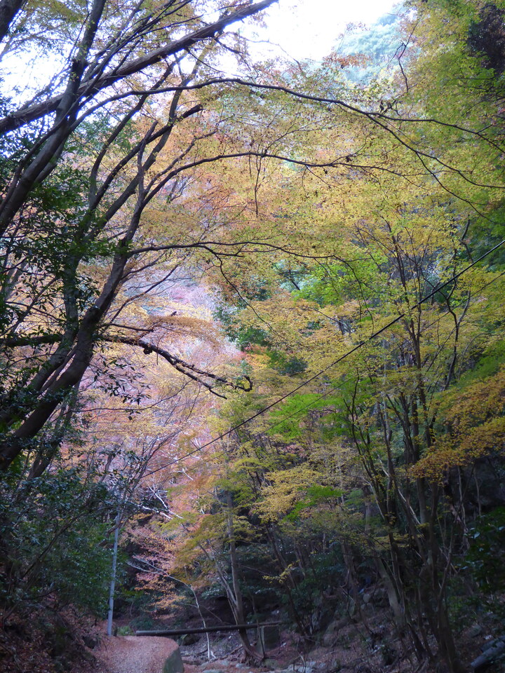 P1020381_mid.jpg