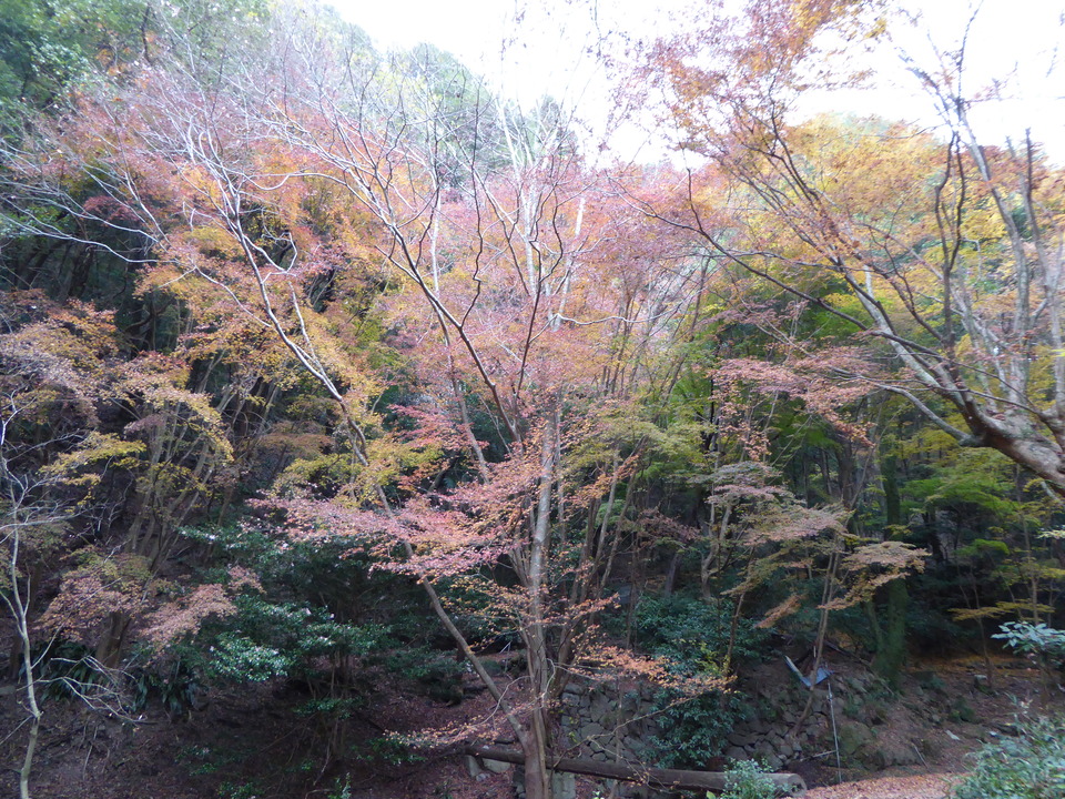 P1020385_mid.jpg