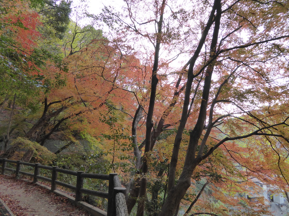 P1020449_mid.jpg