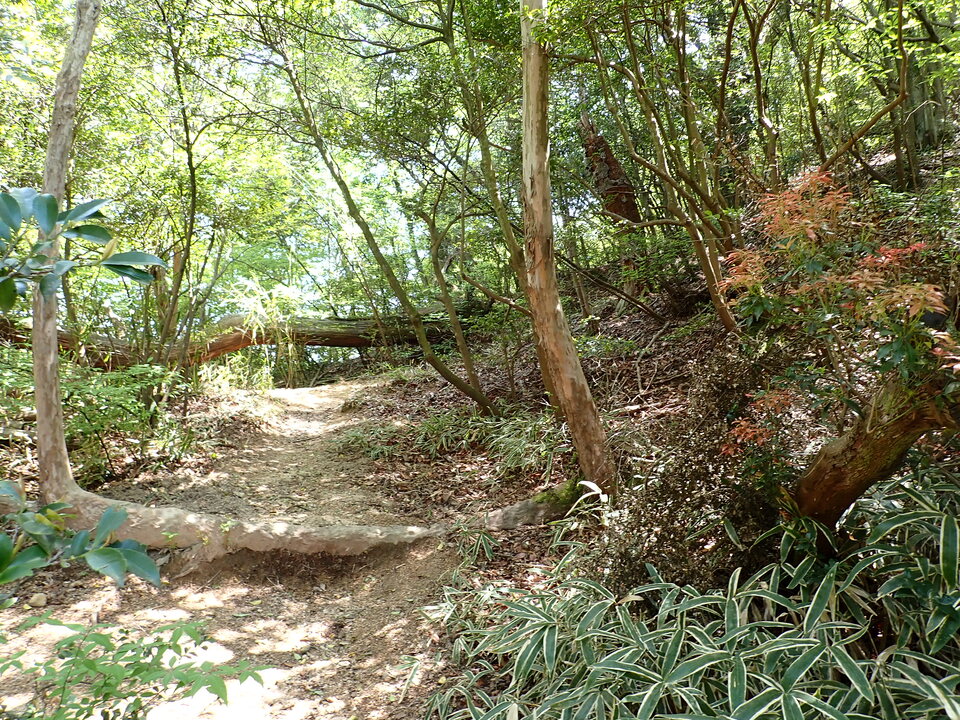 P5034140_mid.jpg
