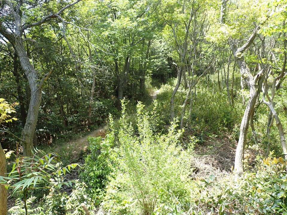 P5034227_mid.jpg