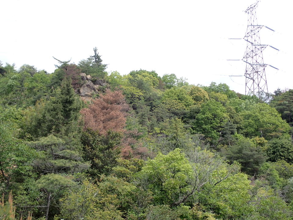 P5054510_mid.jpg