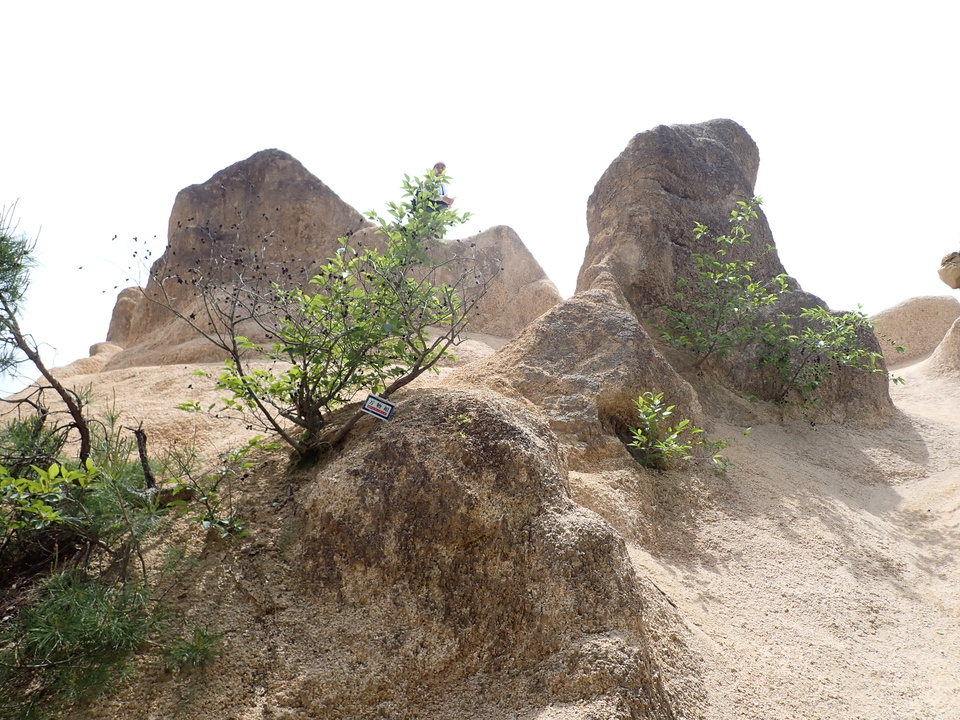 P5054585_mid.jpg