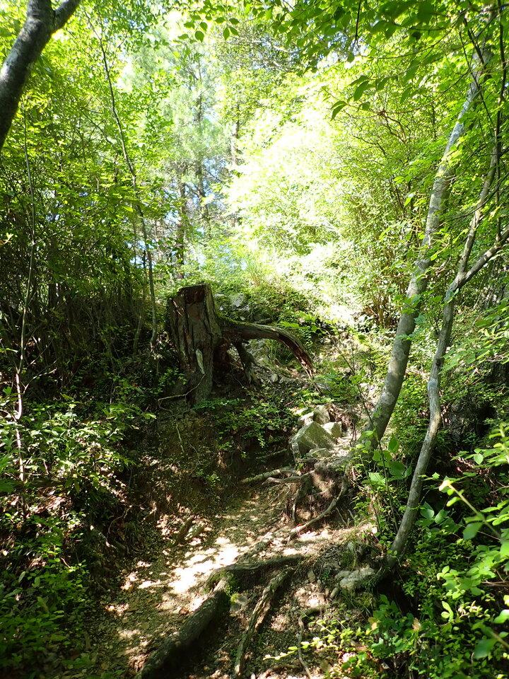 P6174974_mid.jpg