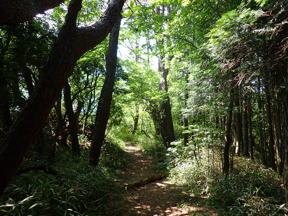 P6175090_mid.jpg