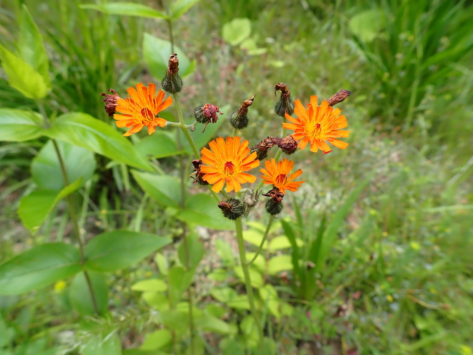 P6175126_mid.jpg
