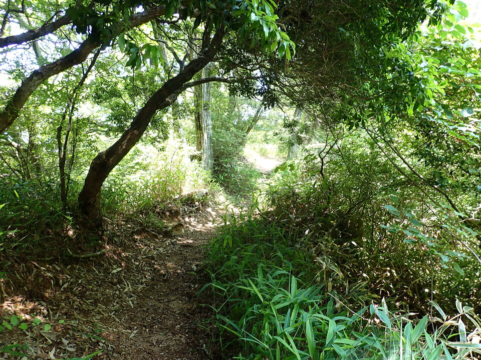 P6175173_mid.jpg