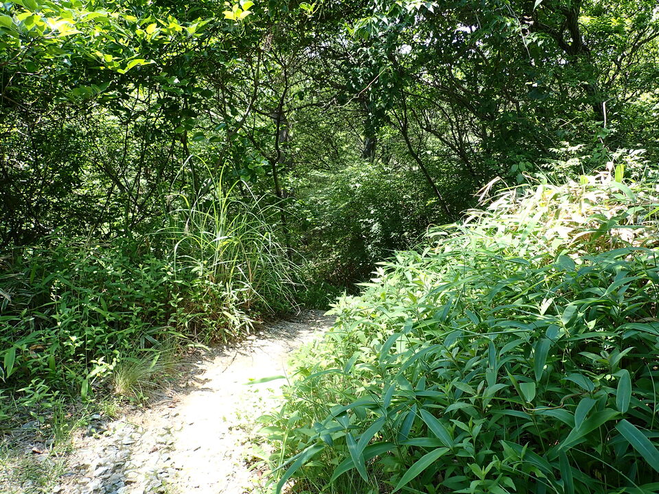 P6175178_mid.jpg