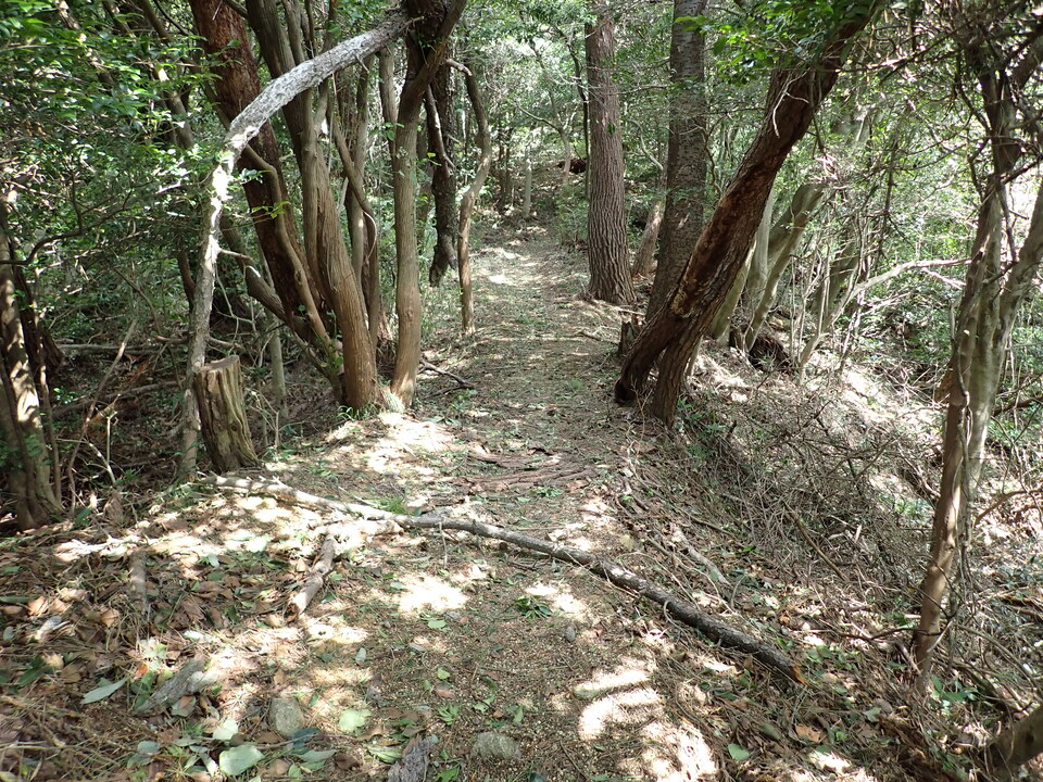 P8206234_mid.jpg