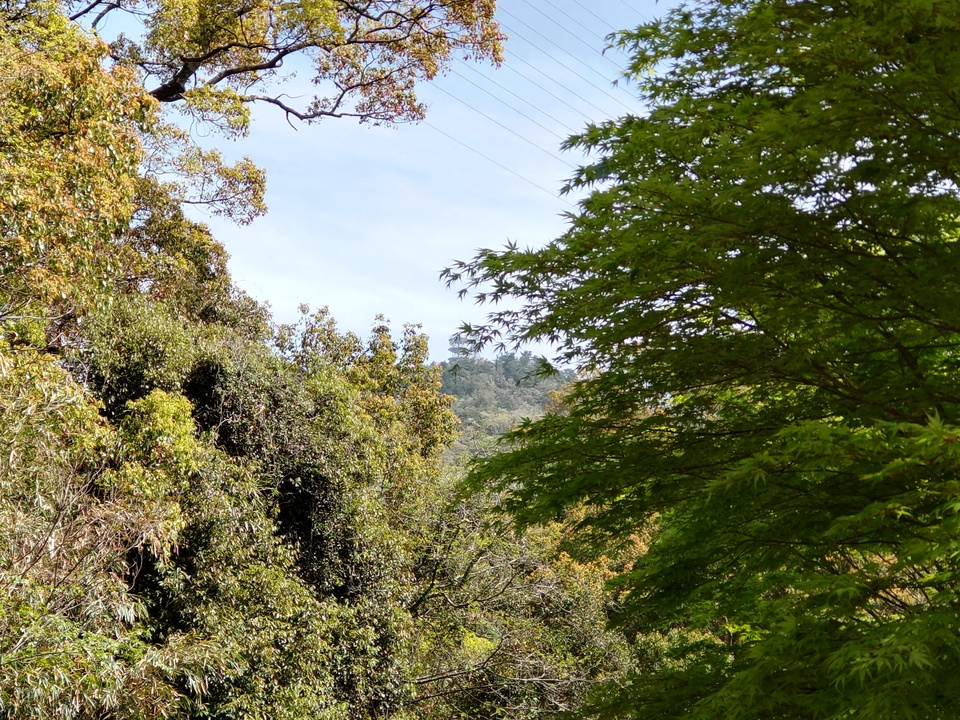 DSC_2598_mid.jpg