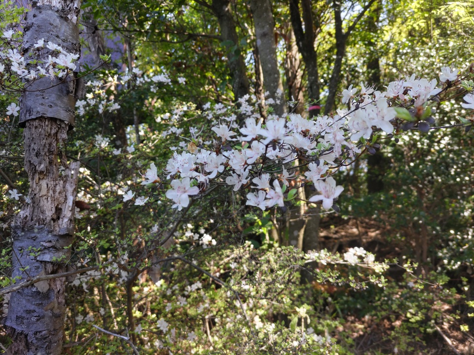 DSC_2672_mid.jpg