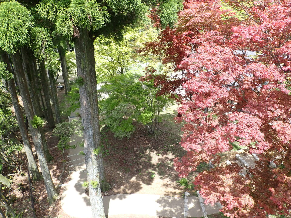 P5037752_mid.jpg