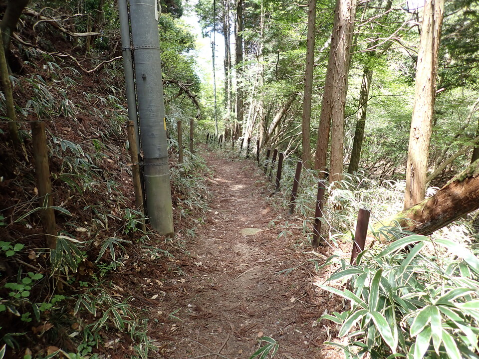 P5037783_mid.jpg