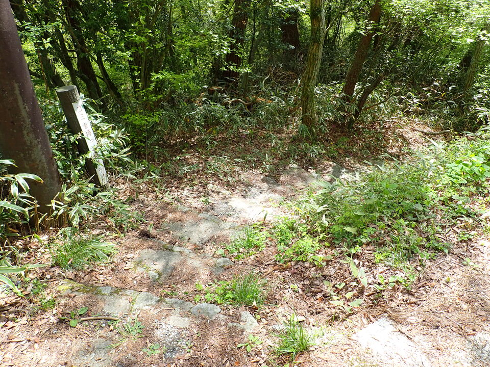 P5037807_mid.jpg