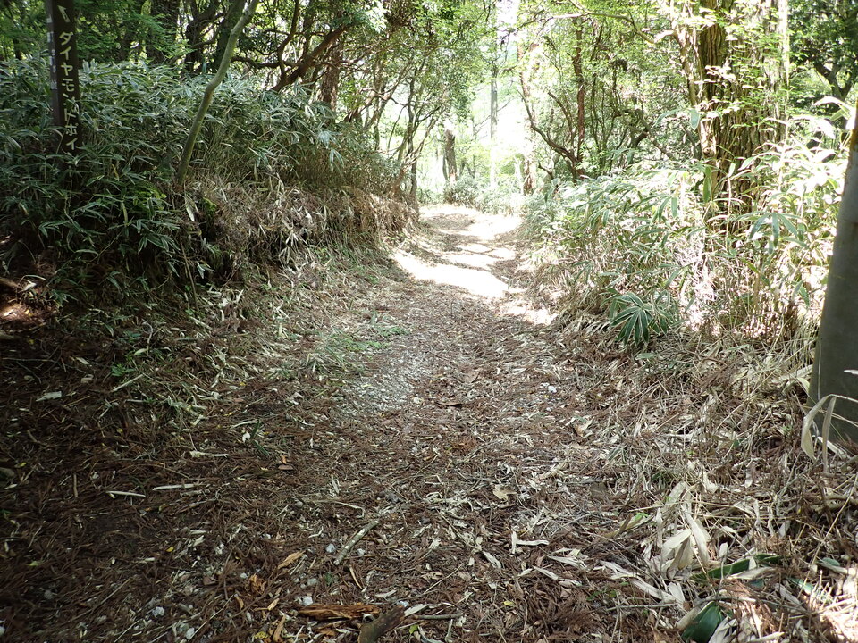 P5037831_mid.jpg