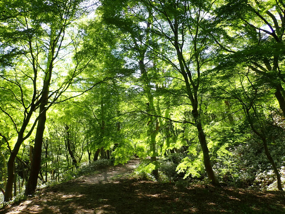 P5037876_mid.jpg
