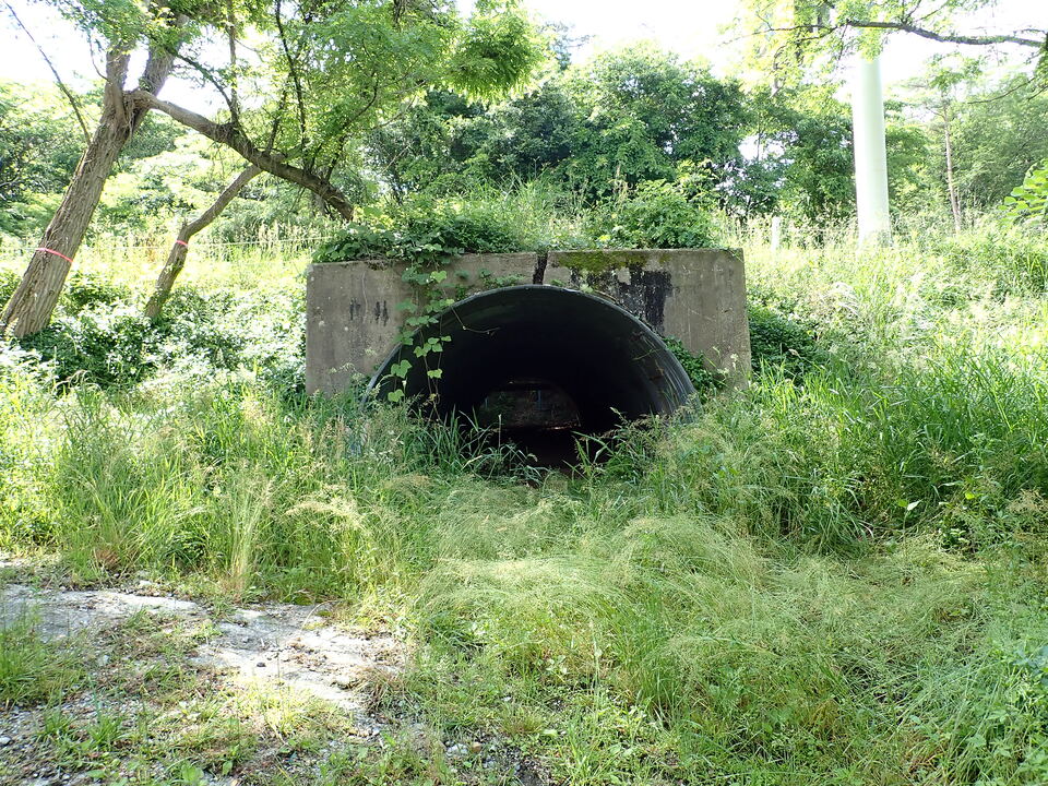 P6017903_mid.jpg