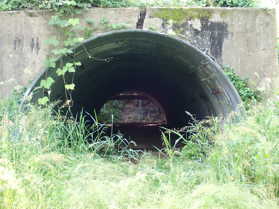 P6017904_mid.jpg