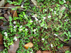 P6017911_thumb.png