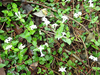 P6017912_thumb.png