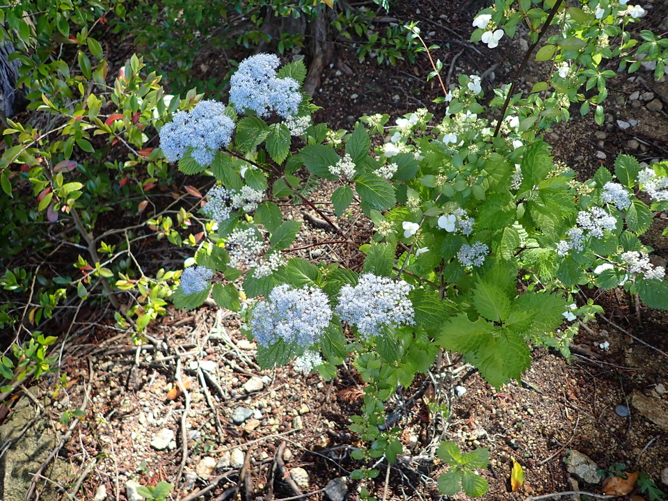 P6017916_mid.jpg