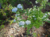 P6017916_thumb.png