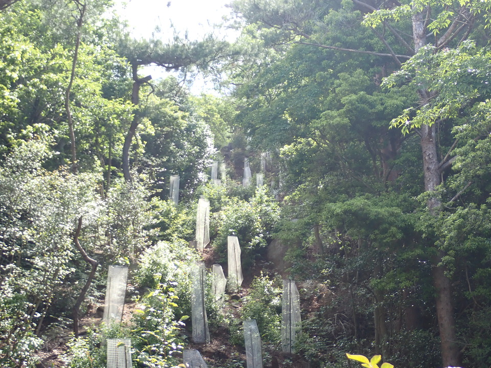 P6017921_mid.jpg