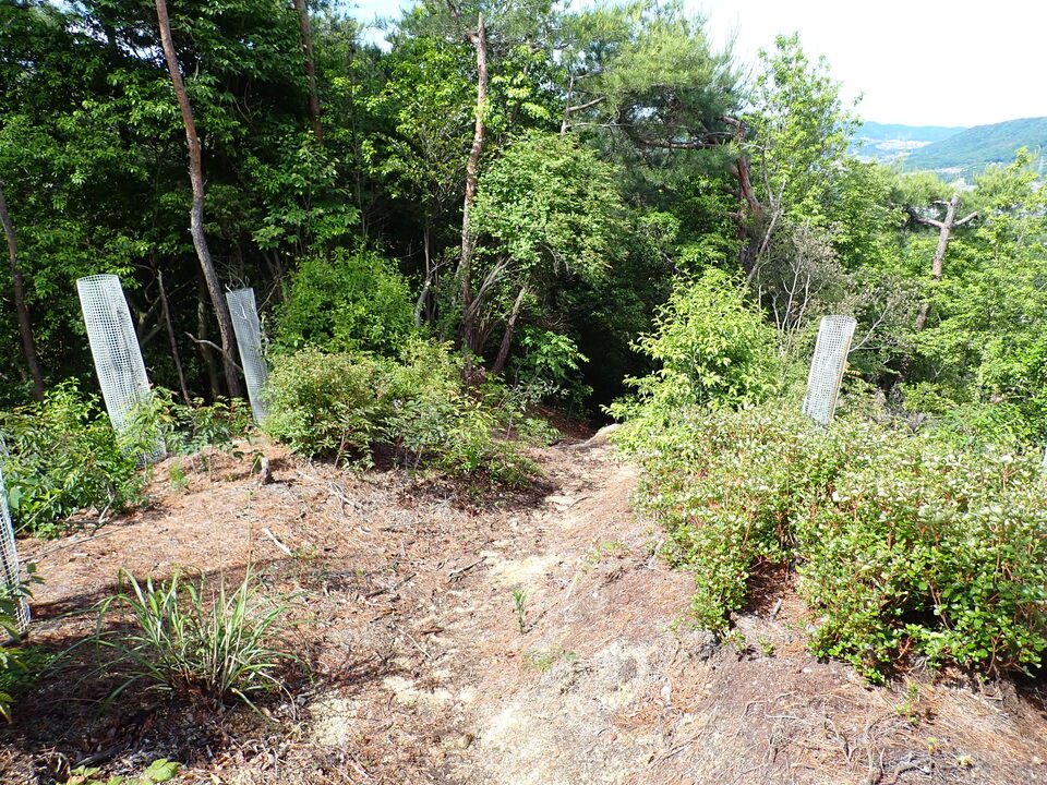 P6017922_mid.jpg