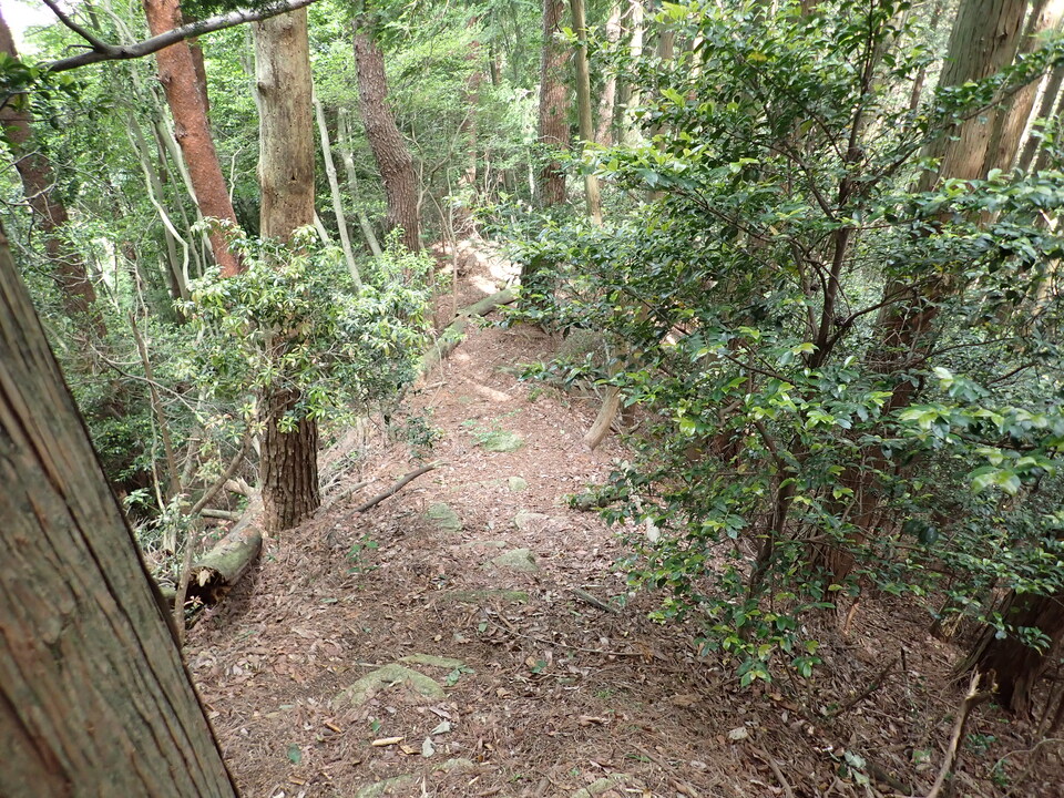 P6017928_mid.jpg