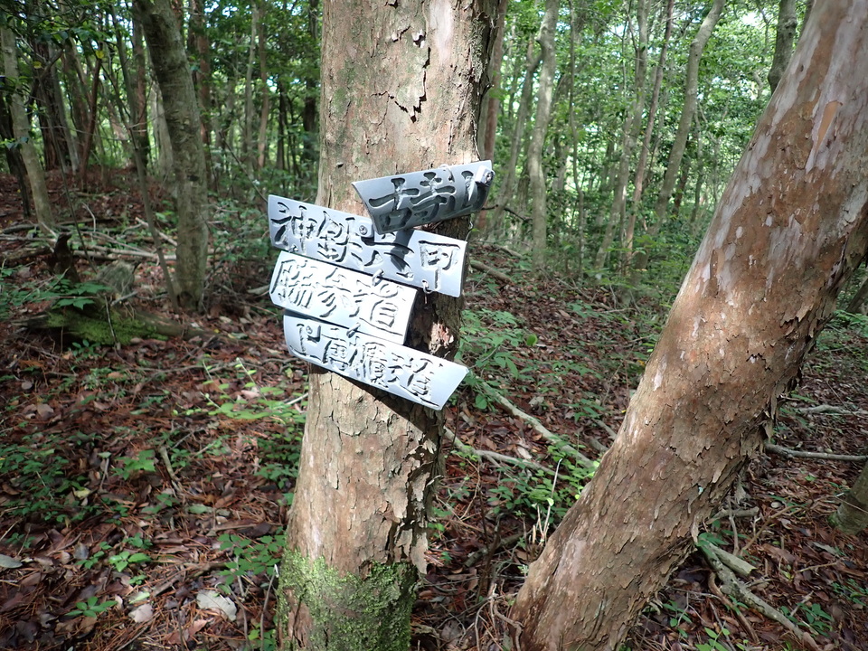 P6017929_mid.jpg