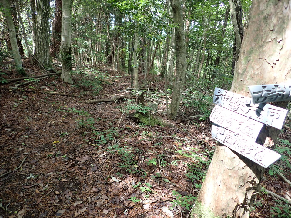 P6017930_mid.jpg