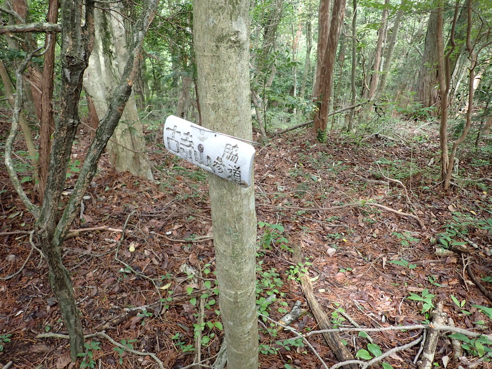 P6017932_mid.jpg