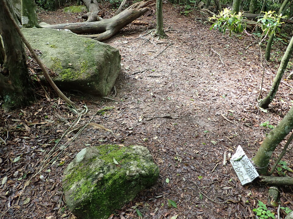 P6017937_mid.jpg