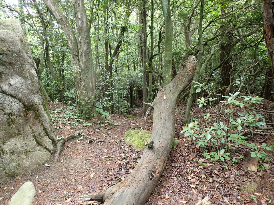 P6017942_mid.jpg