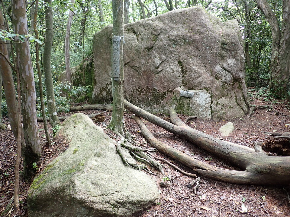 P6017946_mid.jpg