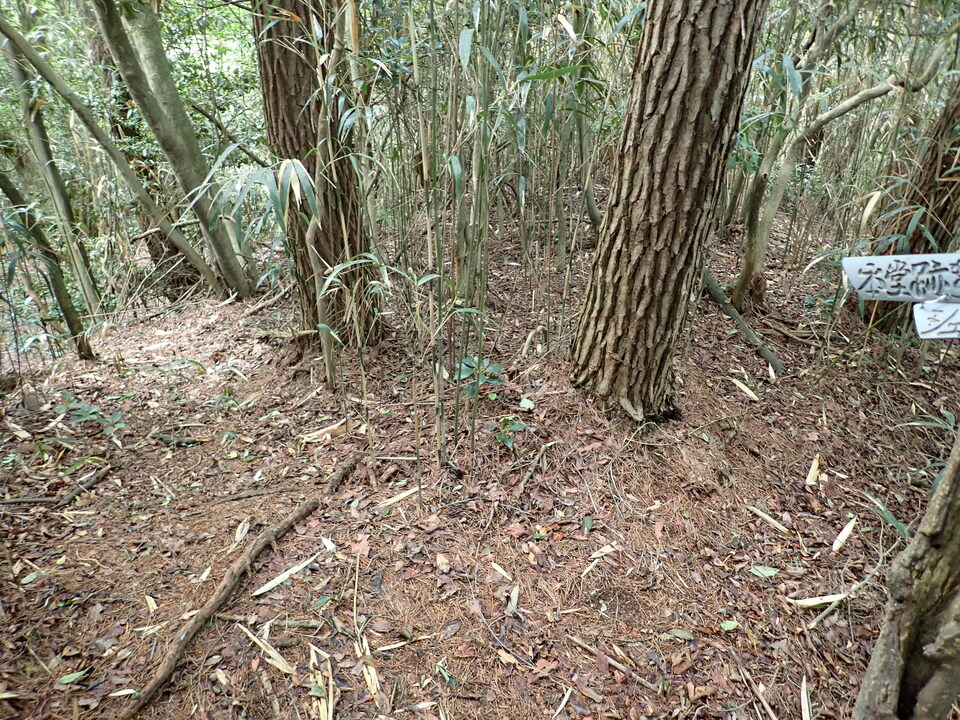 P6017949_mid.jpg