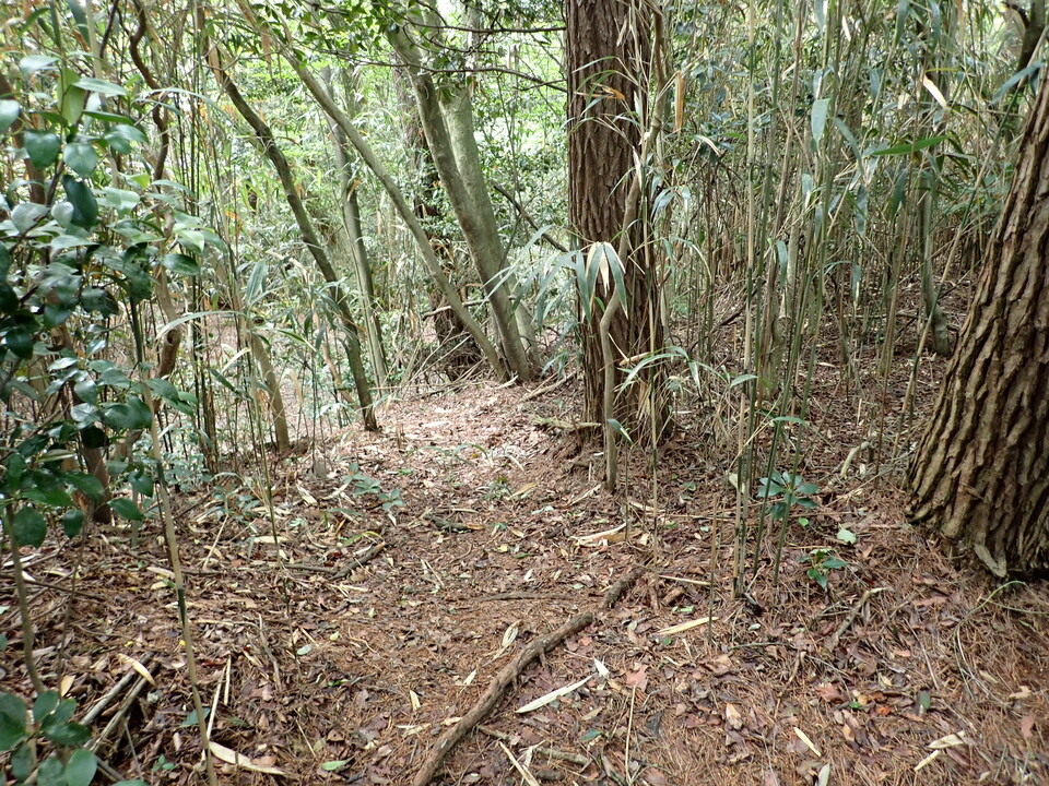 P6017950_mid.jpg