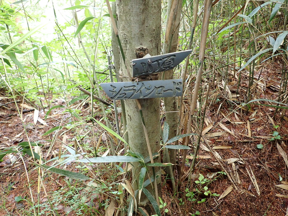 P6017951_mid.jpg