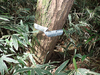 P6017955_thumb.png