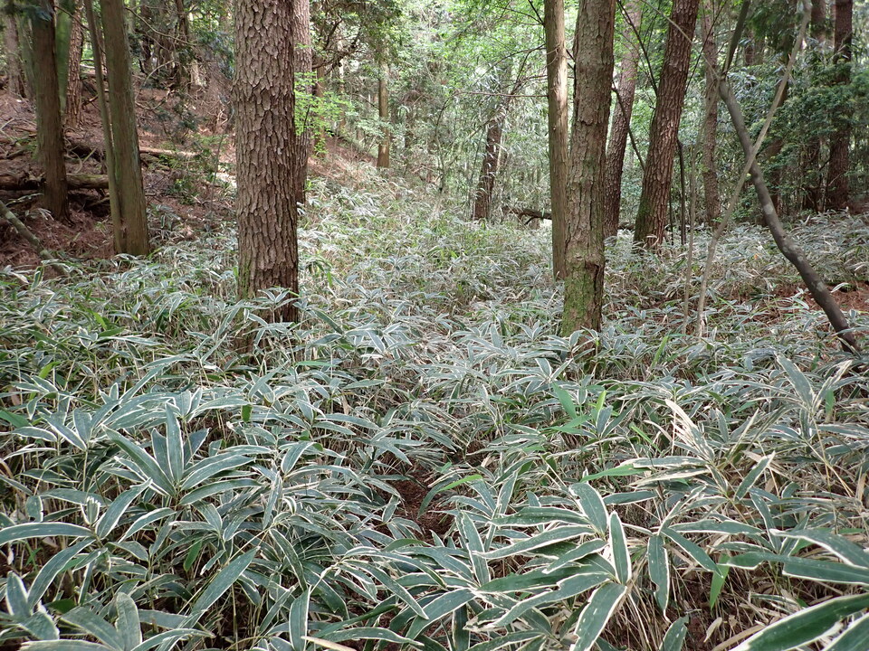 P6017957_mid.jpg