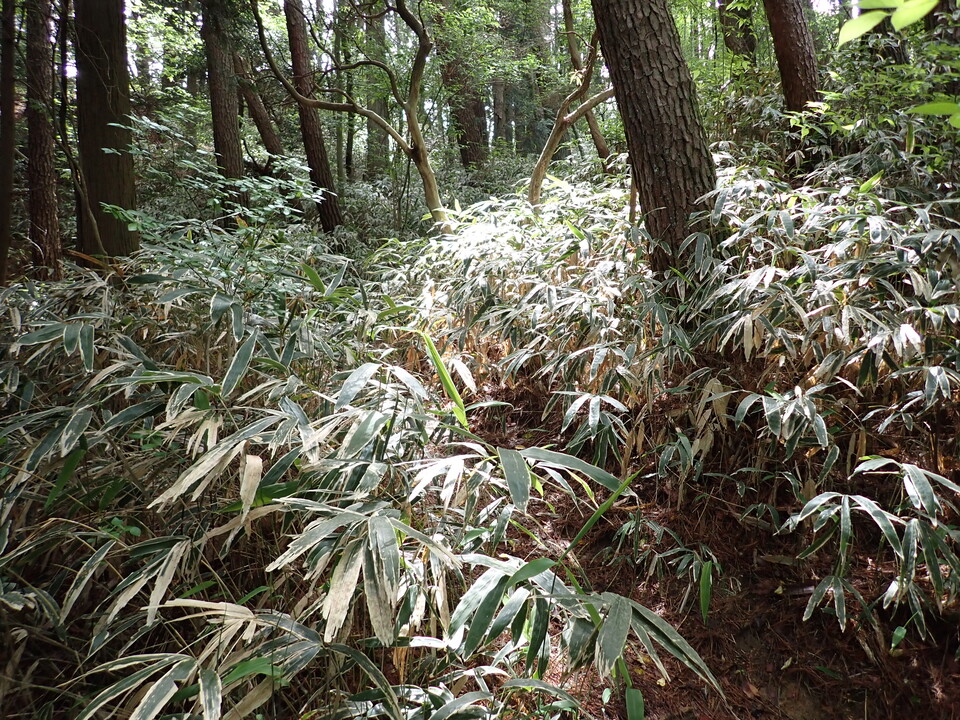 P6017959_mid.jpg