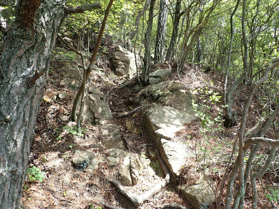 P6017974_mid.jpg