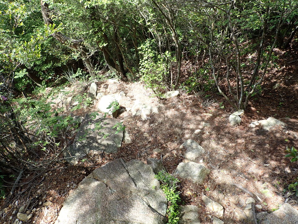 P6017976_mid.jpg