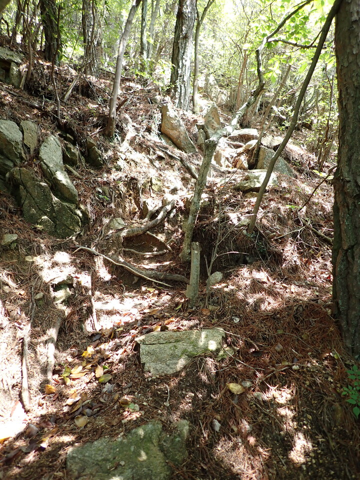 P6017978_mid.jpg